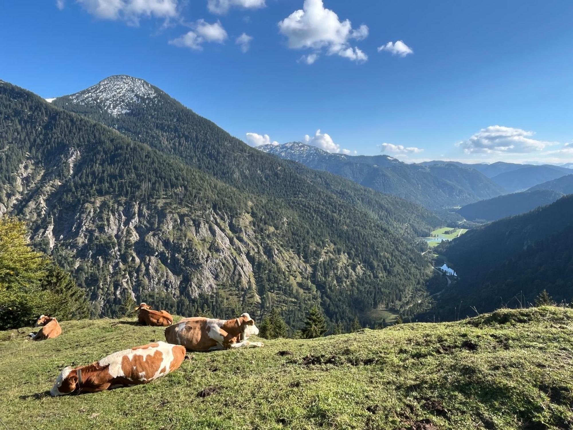 Landhaus Renata - Wendelstein Bayrischzell Buitenkant foto